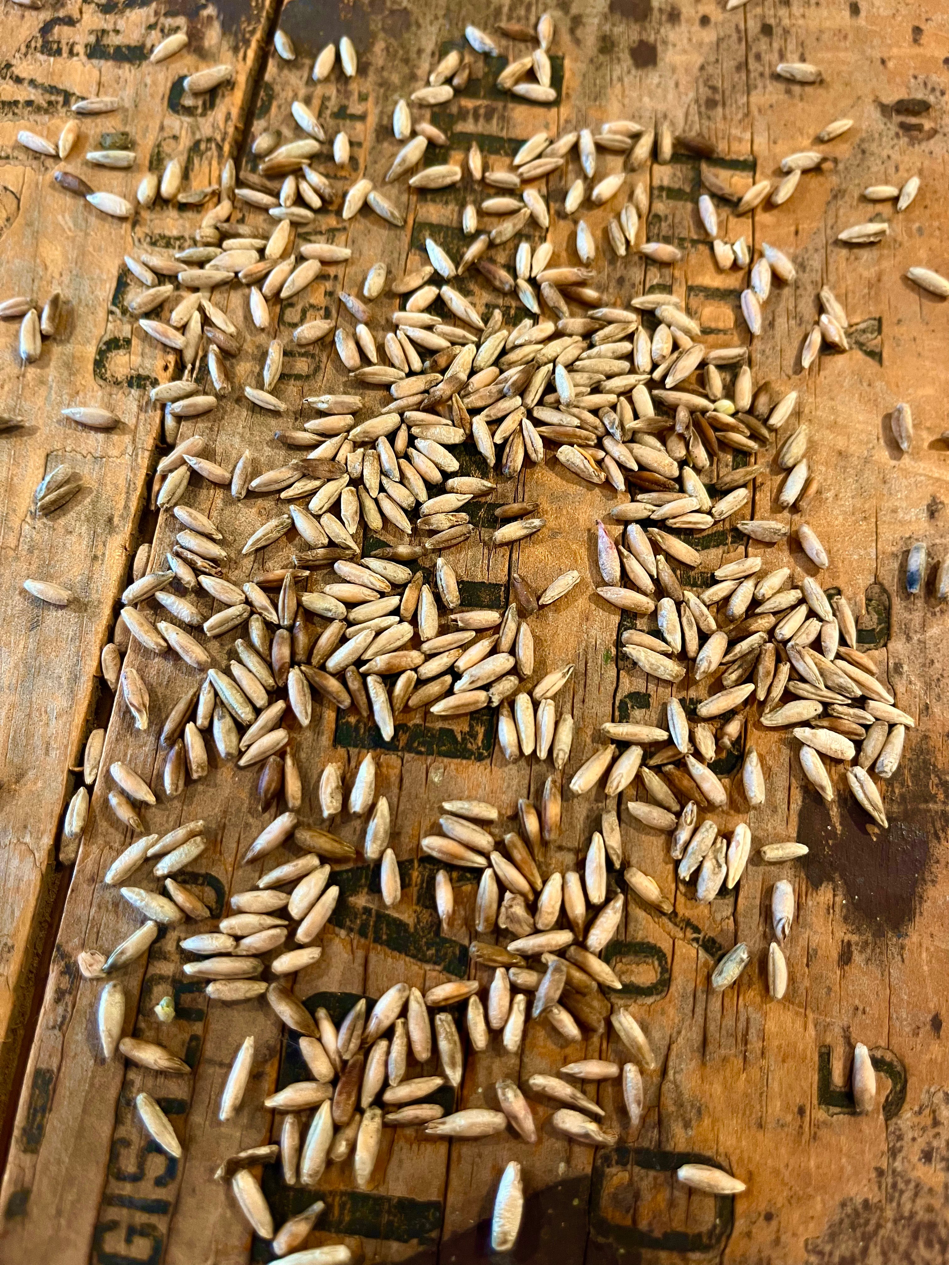 Balboa Rye Berries - Heirloom Grain for Baking | Goose Hill Farm