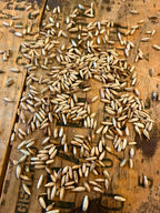 Balboa Rye Berries (Certified Organic)