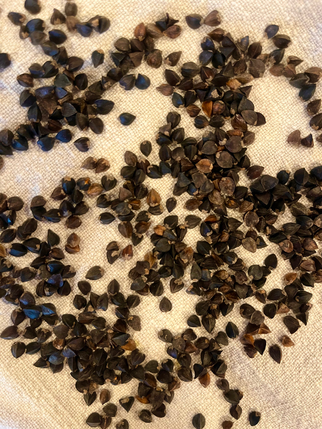 Buckwheat Sprouting Berries