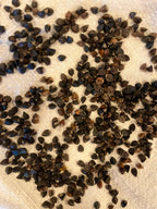 Buckwheat Sprouting Berries