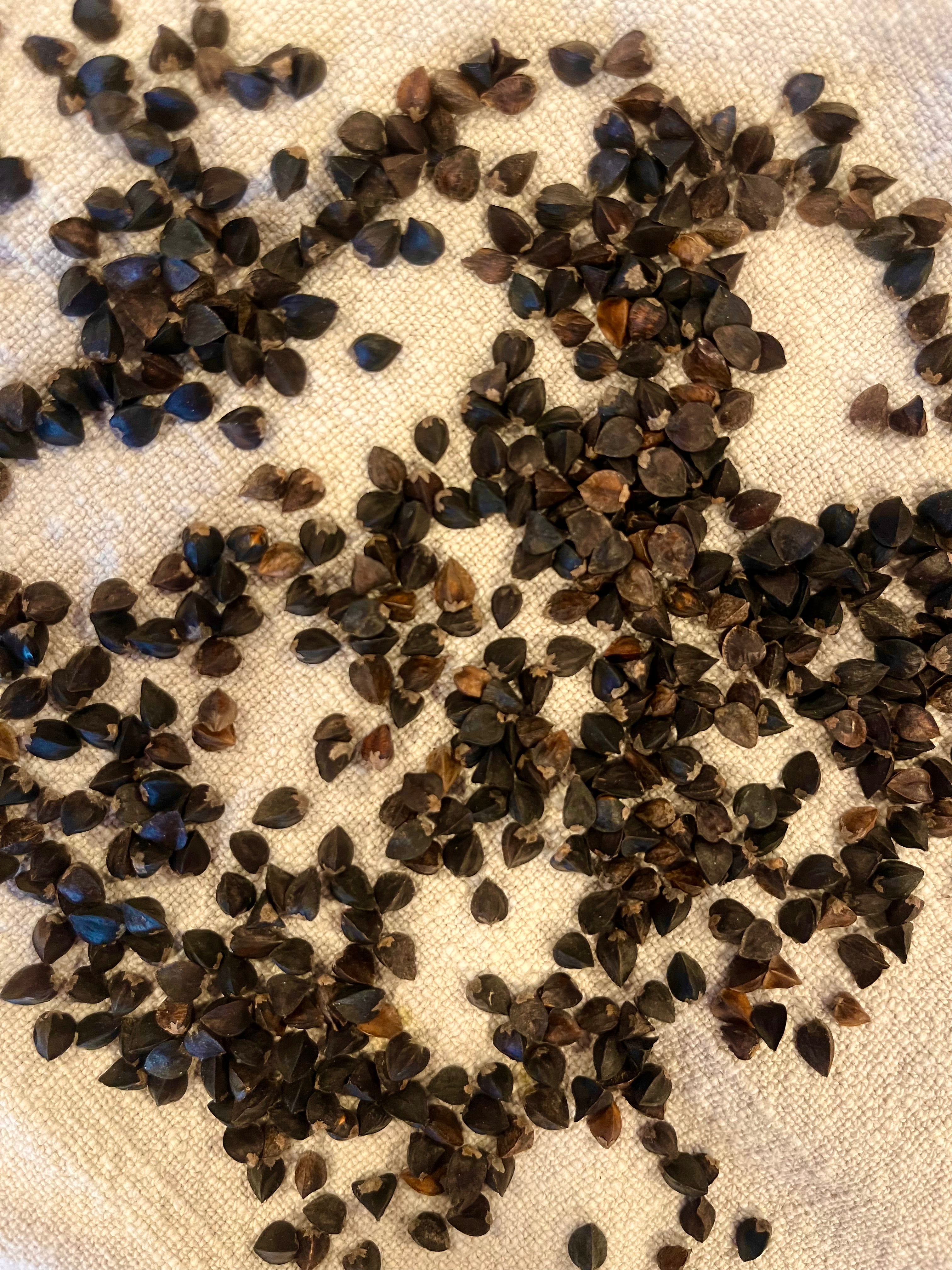 Buckwheat Sprouting Berries