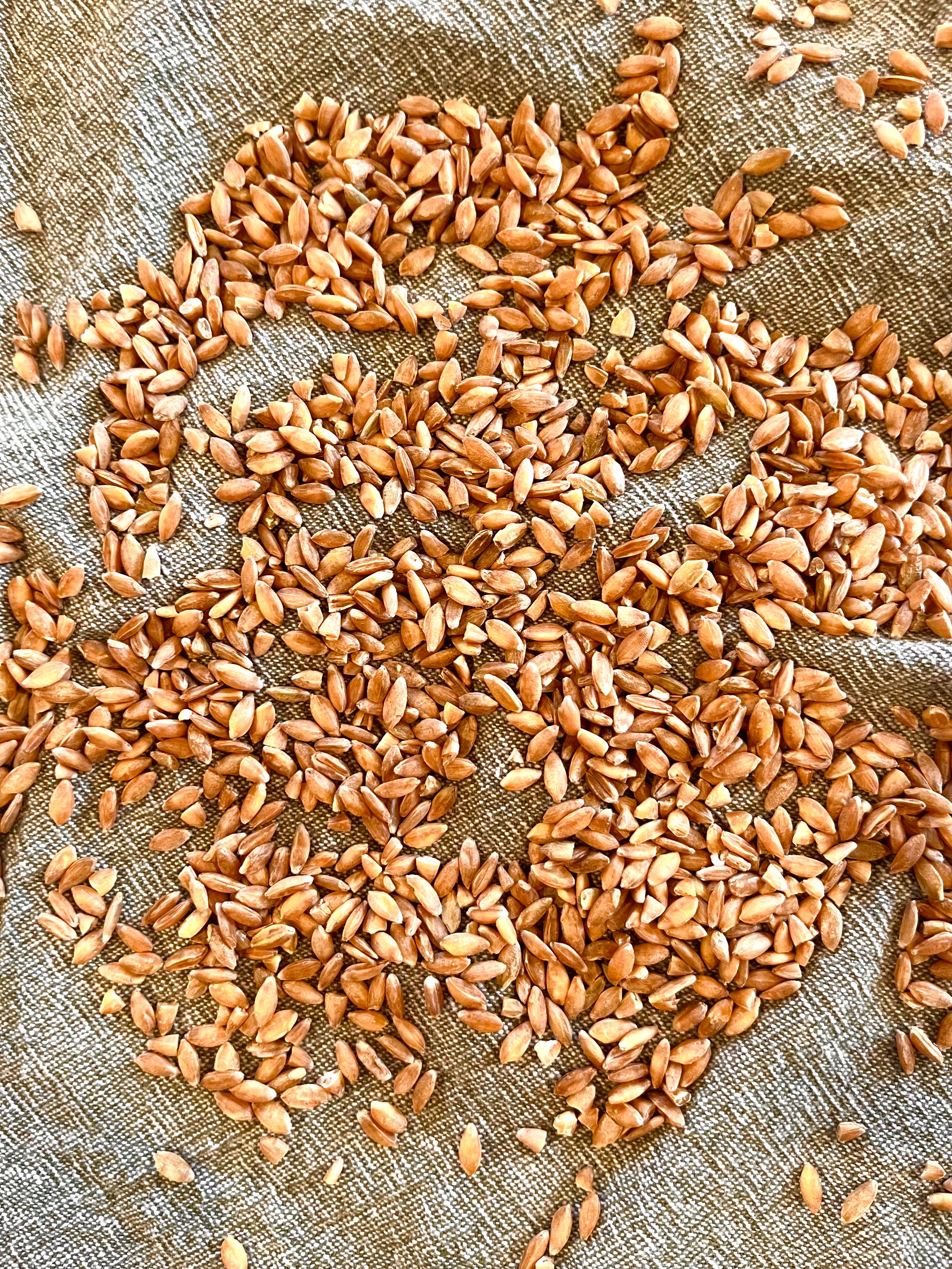 Einkorn Wheat Berries