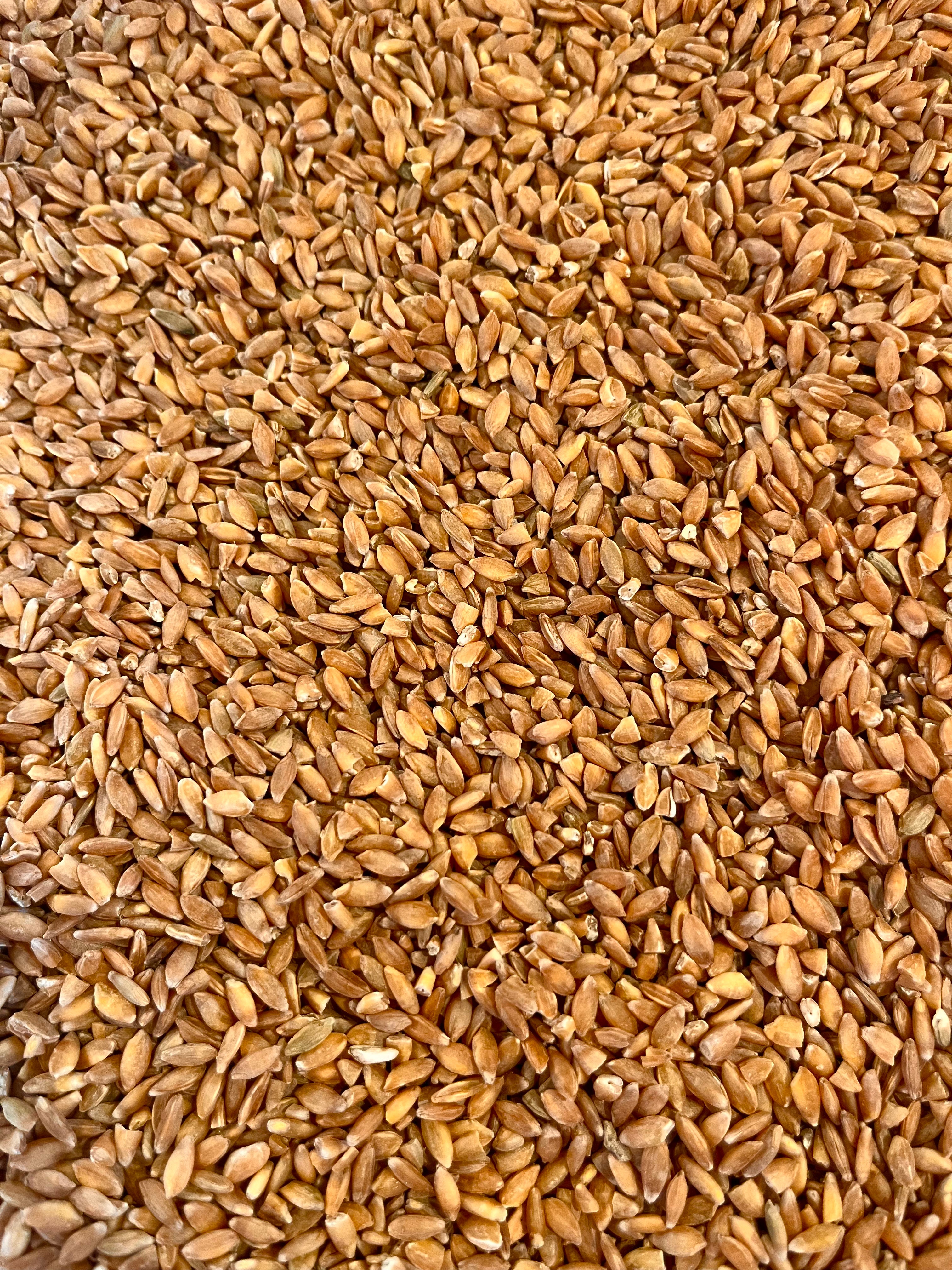 Einkorn Wheat Berries