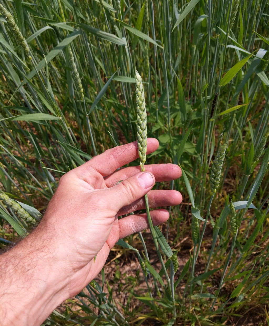 Red Fife Wheat Berries