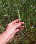 Red Fife Wheat Berries