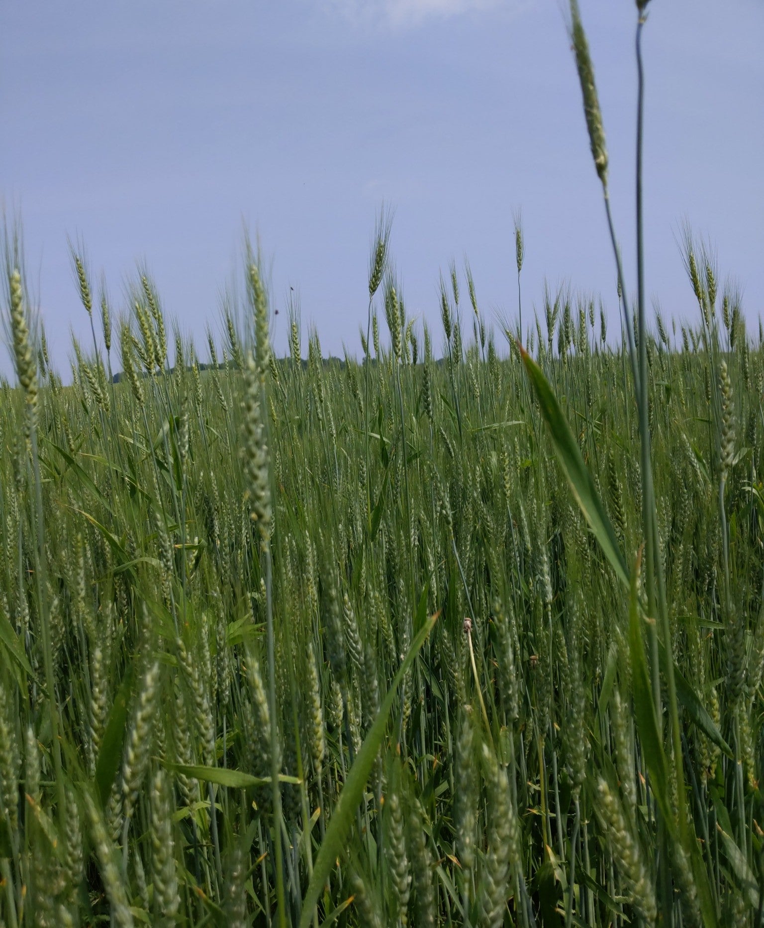 Hard Red Winter Wheat Berries