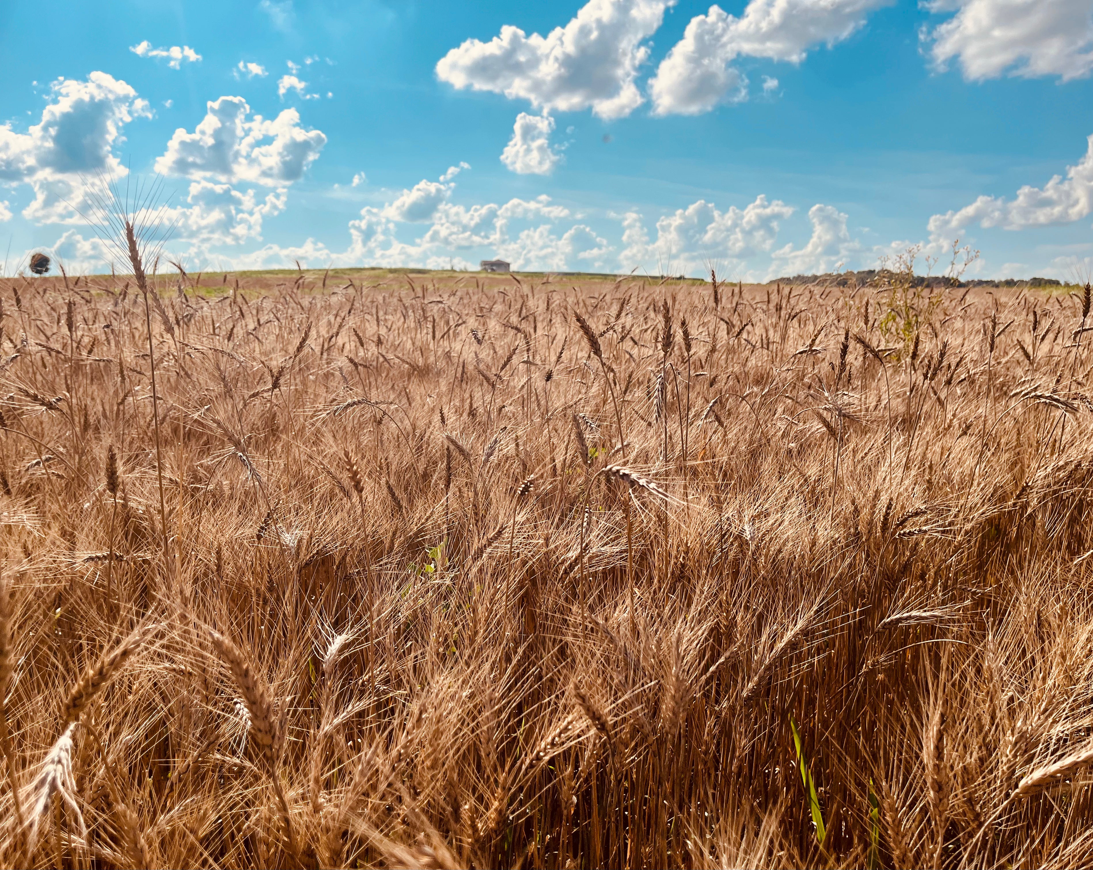 Hard Red Winter Wheat Berries