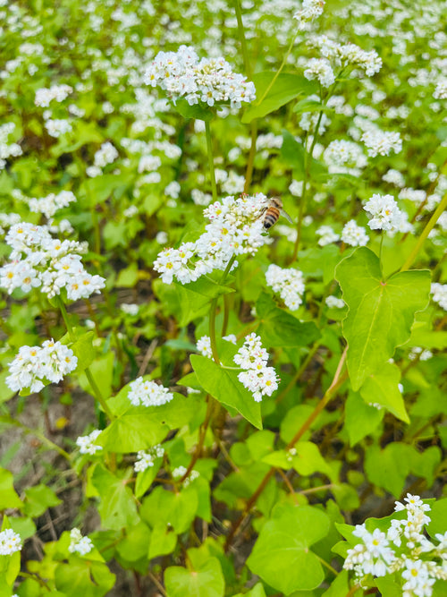 Buckwheat Sprouting Berries