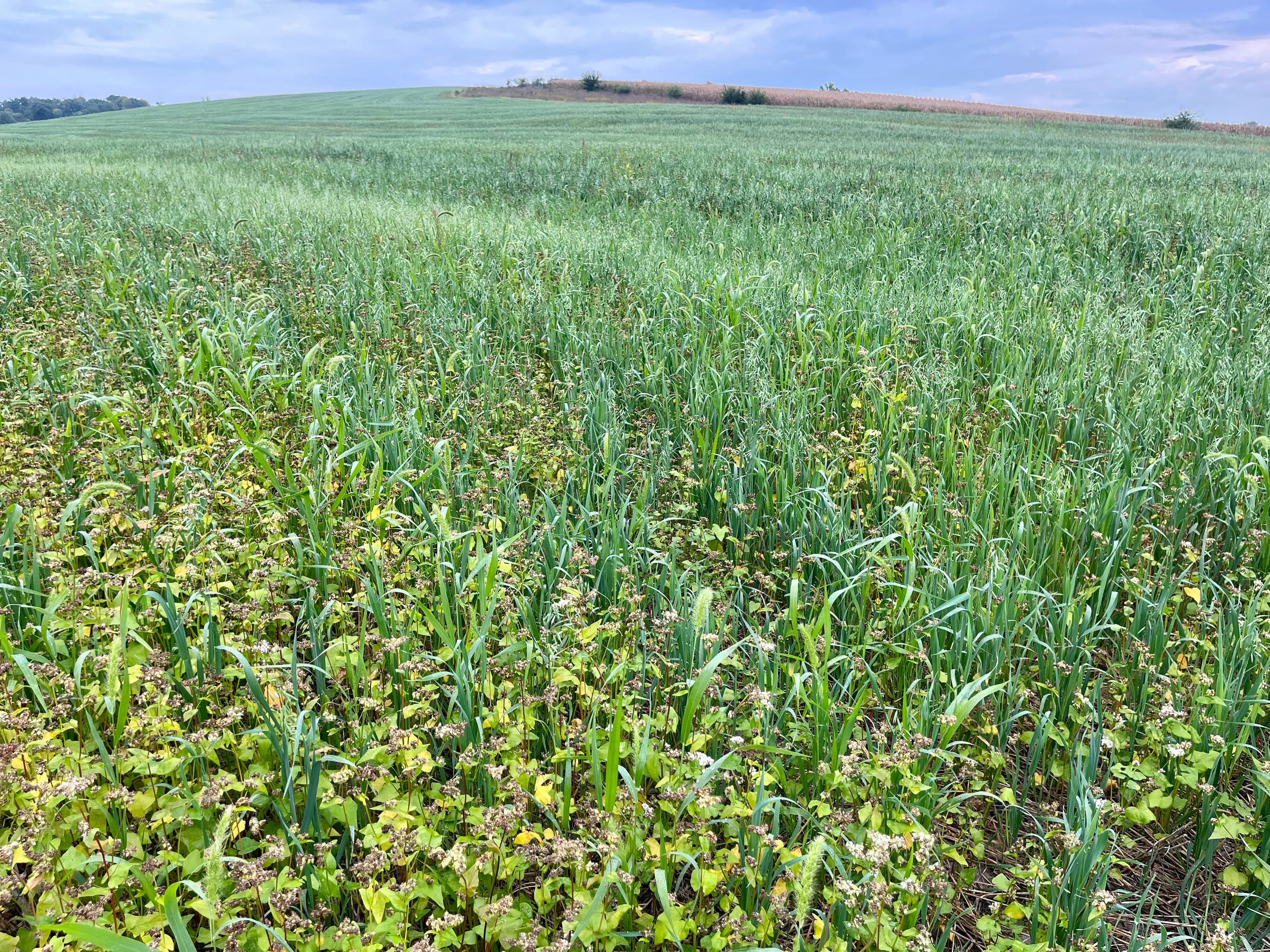 Soil builder and grazing mix