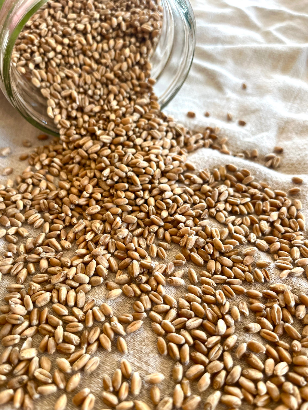 Soft Red Winter Wheat