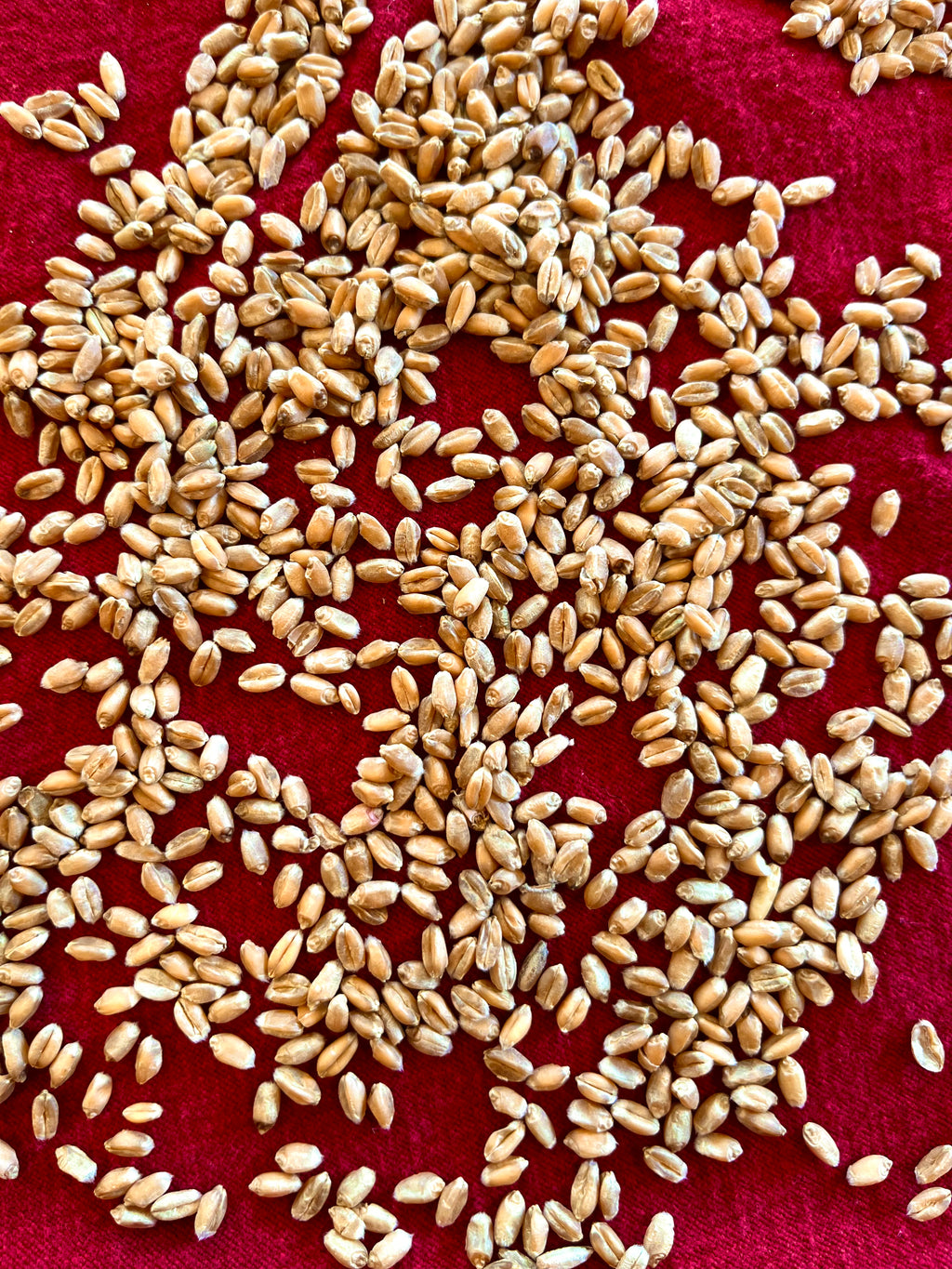 Red Fife Wheat Berries
