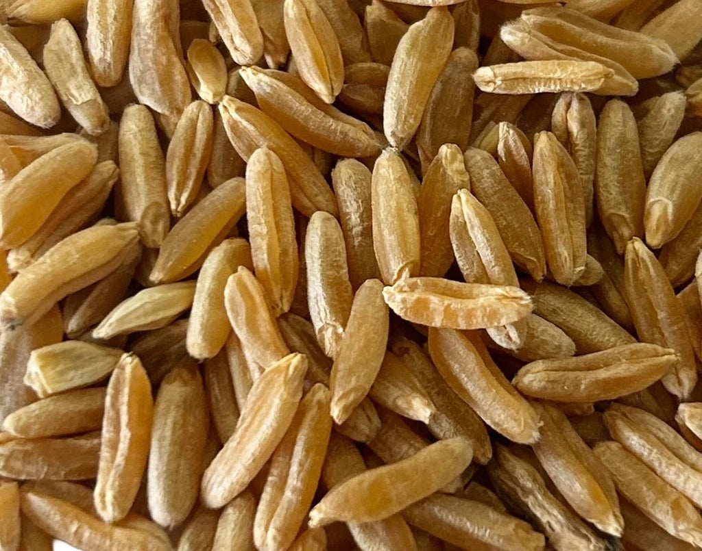 Khorasan Wheat