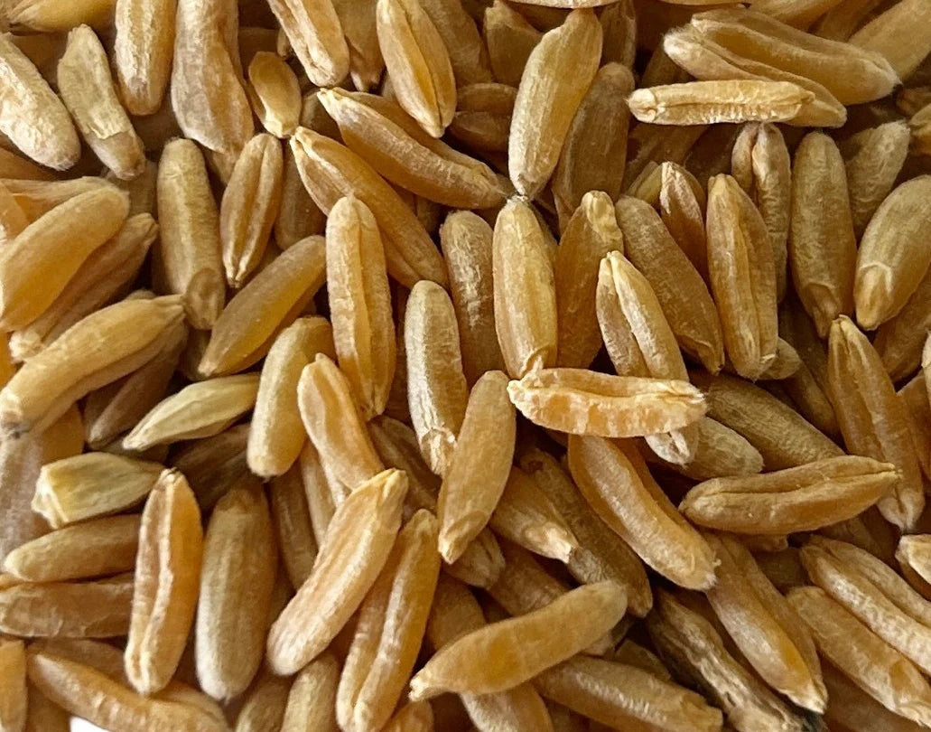 Khorasan Wheat