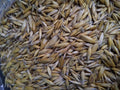 Chemical-free Oats, Animal Feed