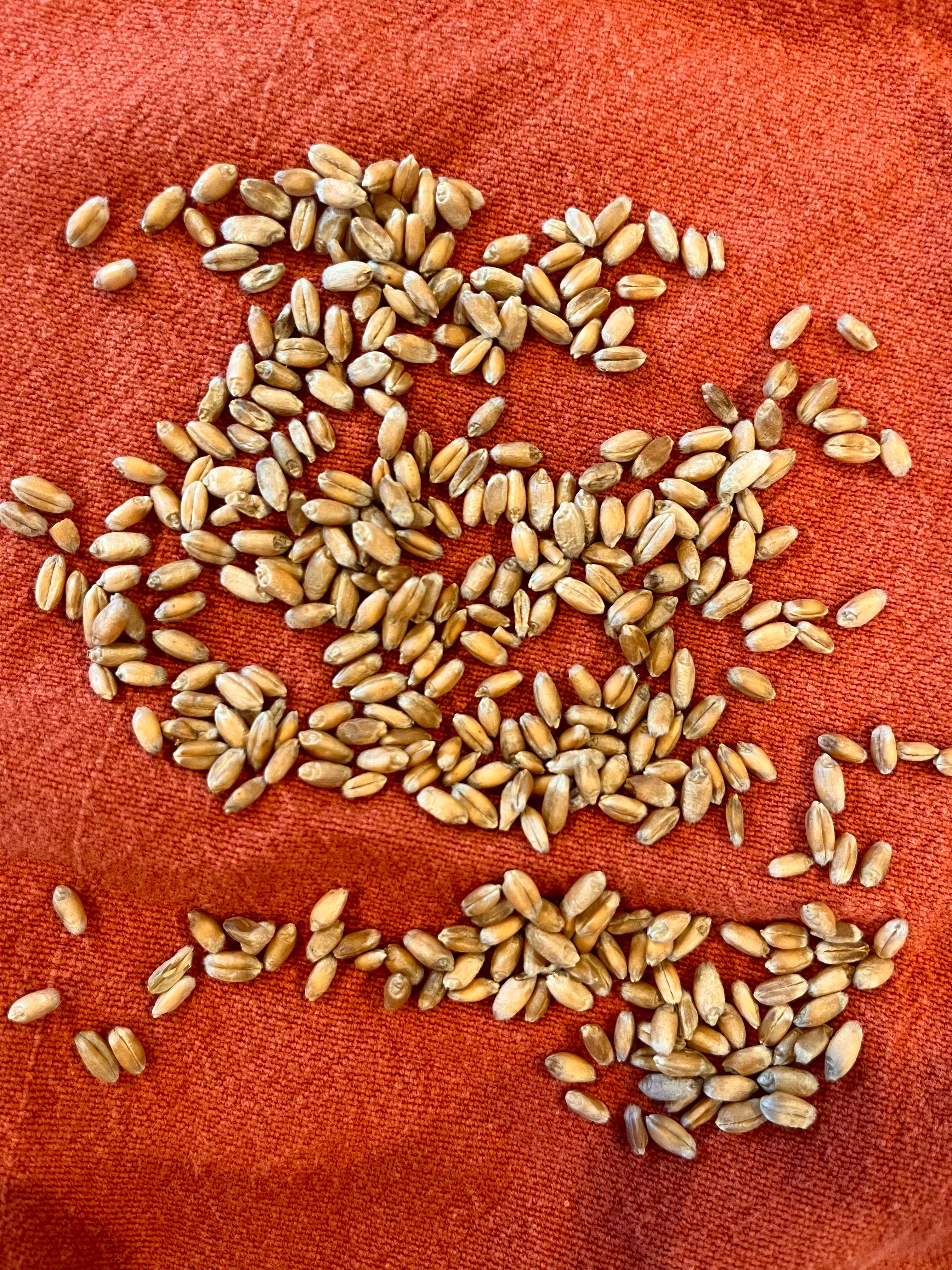 Turkey Red Wheat Berries