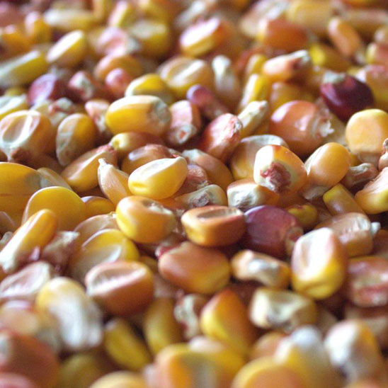Yellow Corn (Organic)